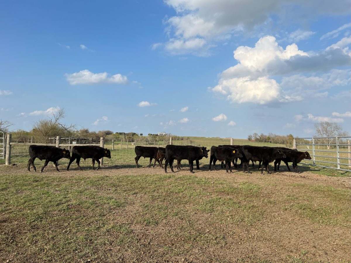 Cattle Sale – Old Three Wagyu